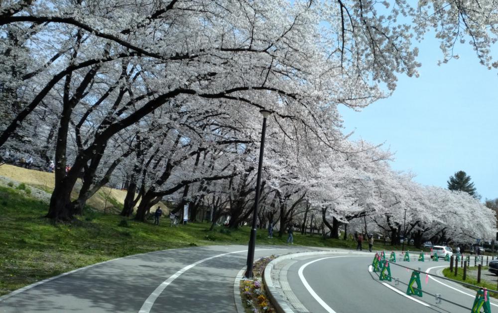 霞城公園お花見レポート(4月9日・10日)