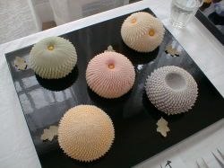 『魅惑の和菓子展　二人綴り』　開催します