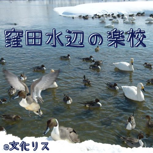 白鳥の飛来地【米沢市】窪田水辺の楽校（最上川）