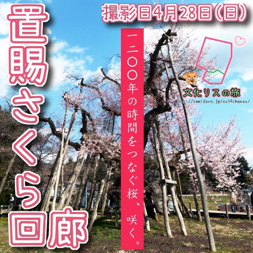 置賜さくら回廊をご紹介【川西町】【長井市】【白鷹町】