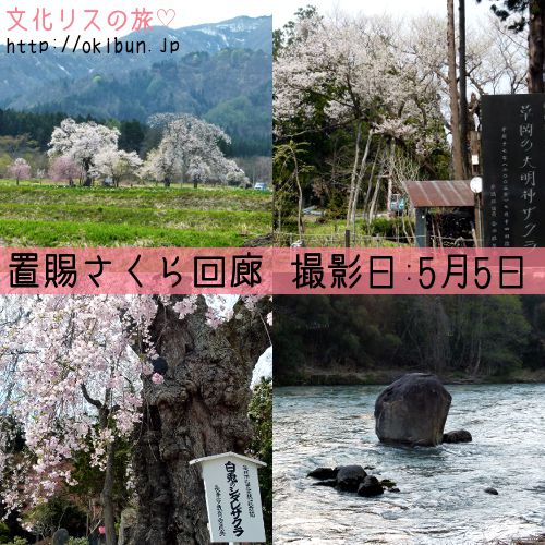 ◆置賜さくら回廊②・古典桜展・つぶて石をご紹介【南陽市】【長井市】【川西町】【白鷹町】