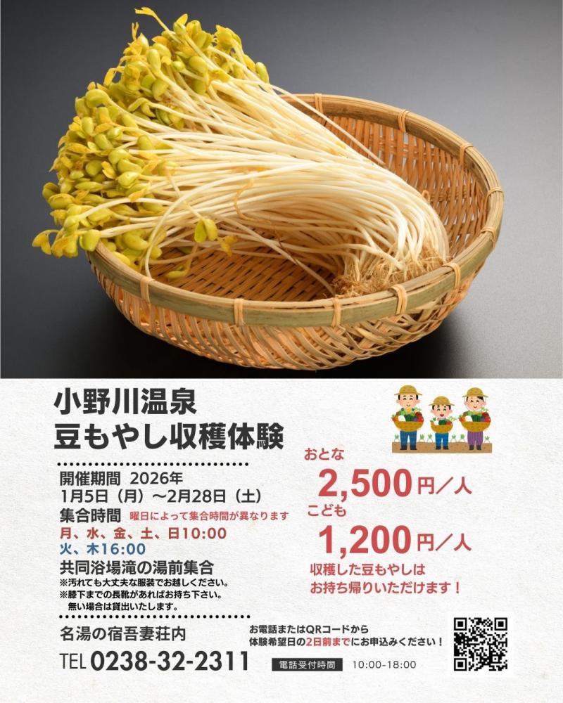 小野川温泉 豆もやし収穫体験