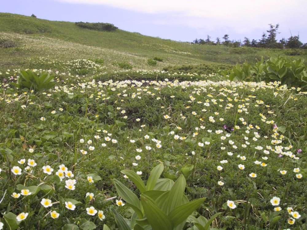 天元台高原「第19回 お気軽！高山植物鑑賞トレッキング」のご案内