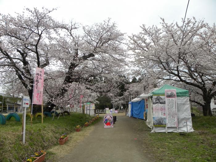 ’16長井市内の桜開花情報（4月17日）