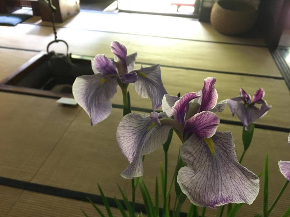 丸大扇屋　あやめ鉢展示のお知らせ