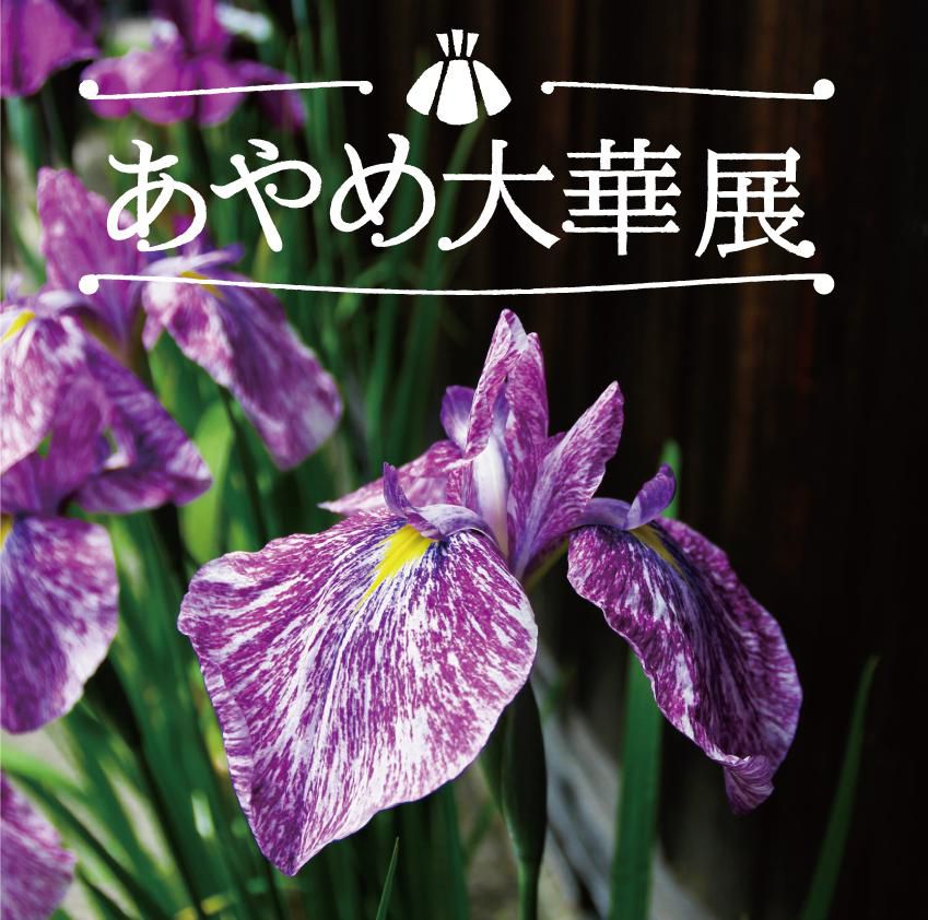 丸大扇屋にて【あやめ大華展】が始まります。