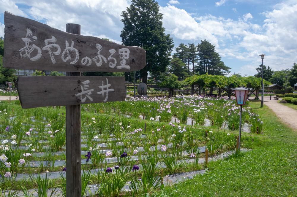 ’18あやめ公園開花情報（6月29日)