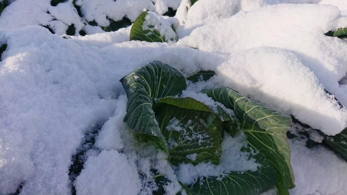 【白鷹町】ほっこり農園「雪の下キャベツ収穫体験」中止のお知らせ