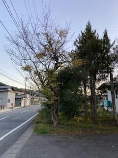 屋敷木伐採承ります