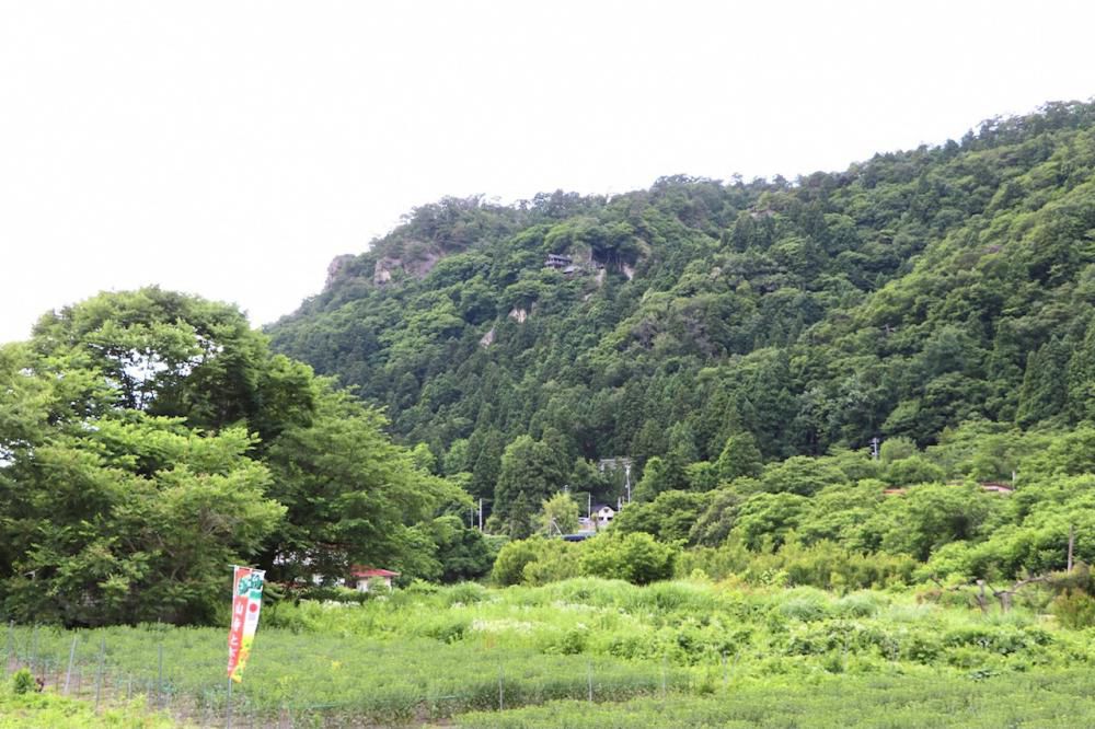 地域を挙げての紅花栽培【宝珠山立石寺（山寺）】今週末が見ごろです！！