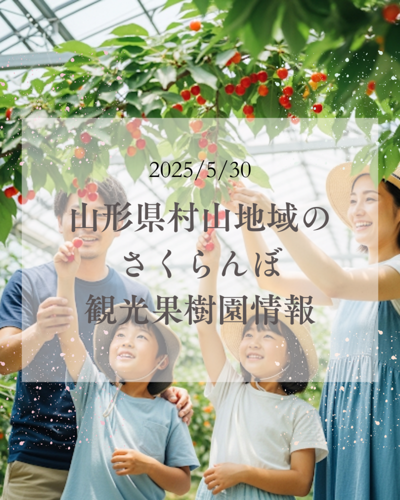 山形県村山地域のさくらんぼ観光果樹園情報