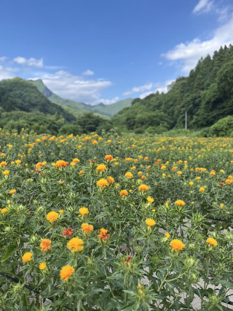 山寺 紅花すり染め体験（2025年7月12日、13日開催）