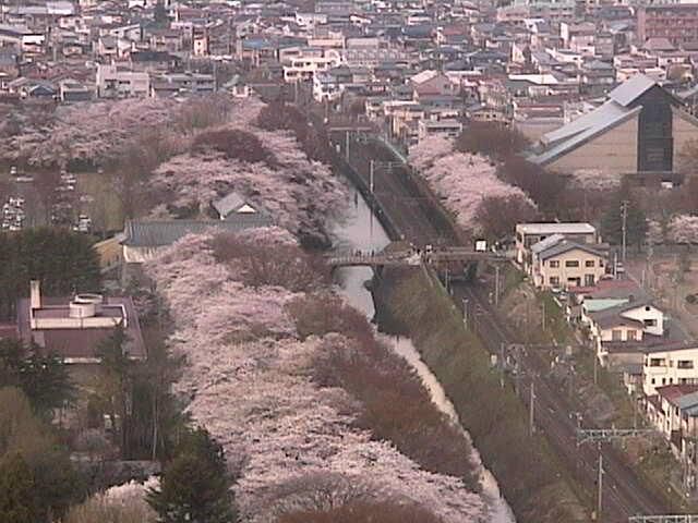 霞城公園の桜