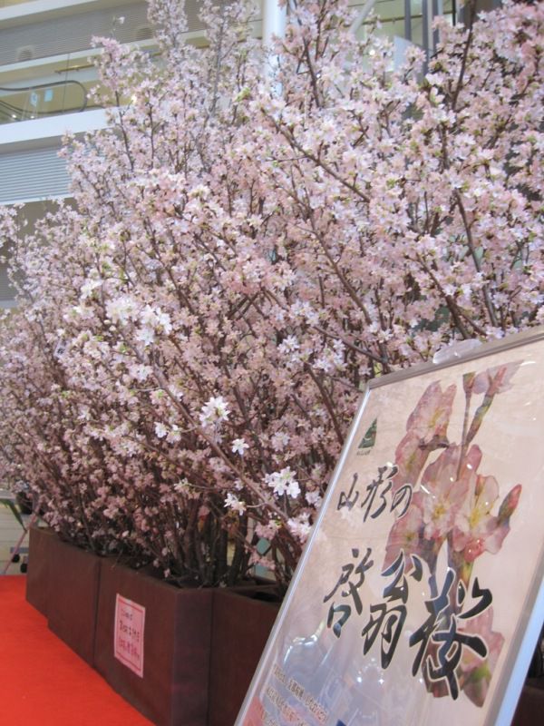 外は雪ですが。。。桜満開です☆啓翁桜☆