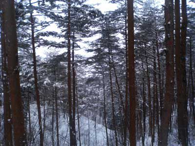 荒砥橋