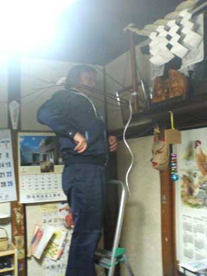 だんごの木