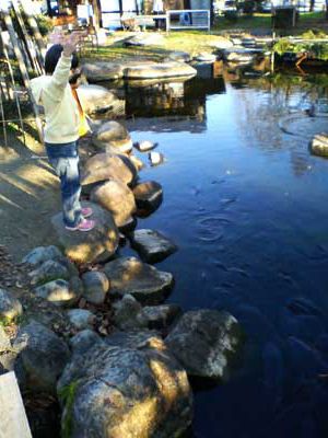 池の鯉３