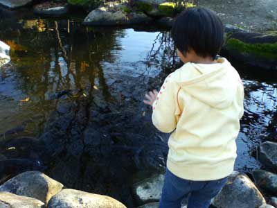 池の鯉