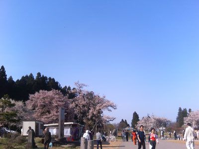 桜