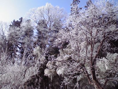 雪桜