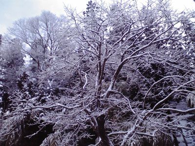 雪桜弐