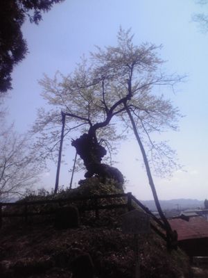 薬師桜