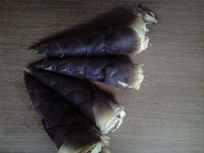 筍