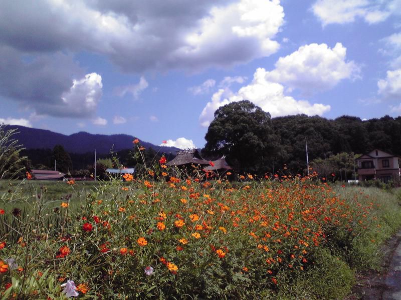 萩野