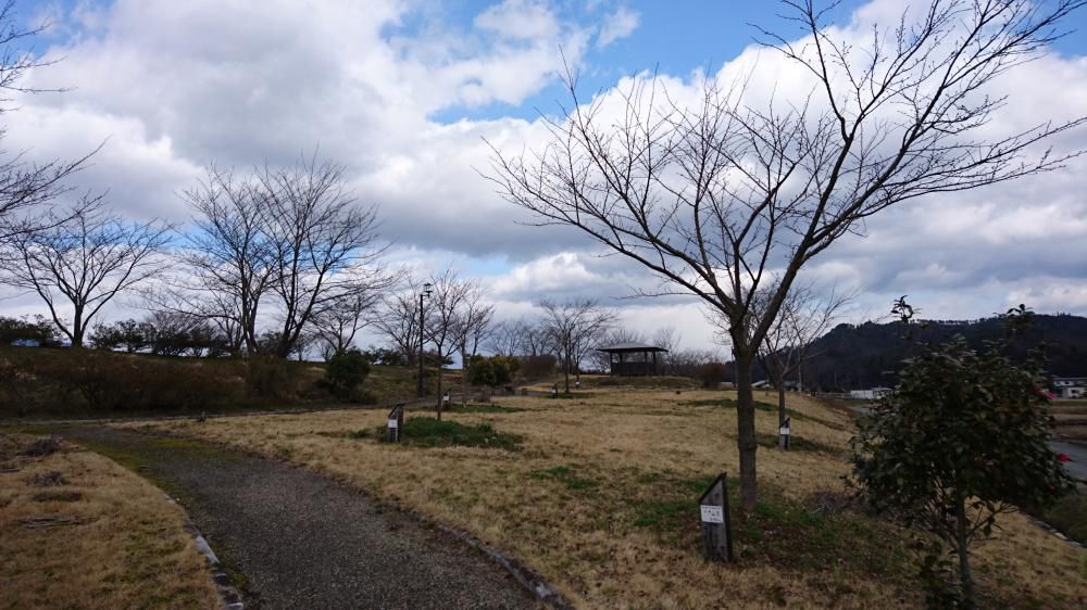 最上川桜づつみの標本木の開花状況をお知らせします