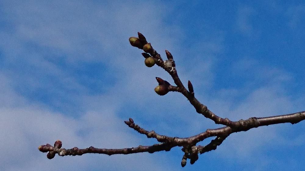 3月26日 最上川桜づつみ標本木　開花状況(No2)