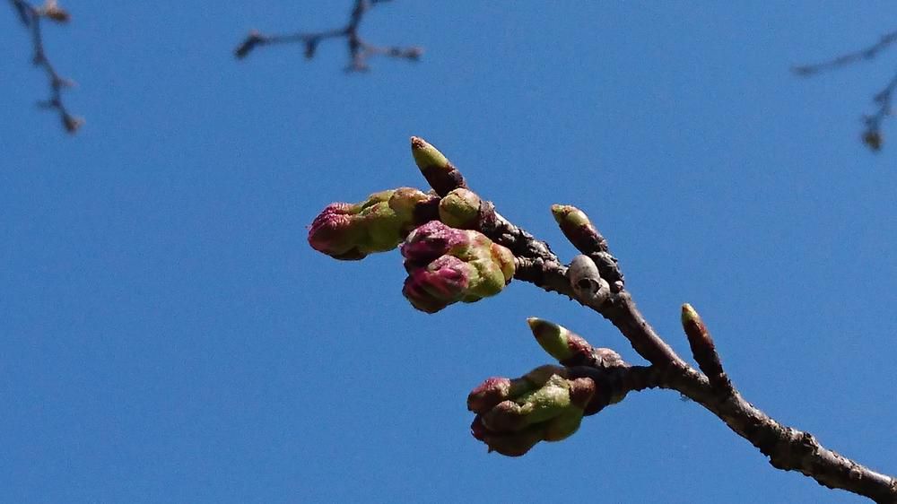 ４月６日 最上川桜づつみ標本木開花状況(No4)
