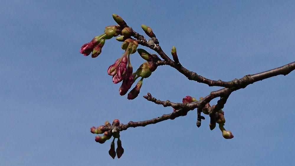 4月9日　最上川桜づつみ開花情報(No6)