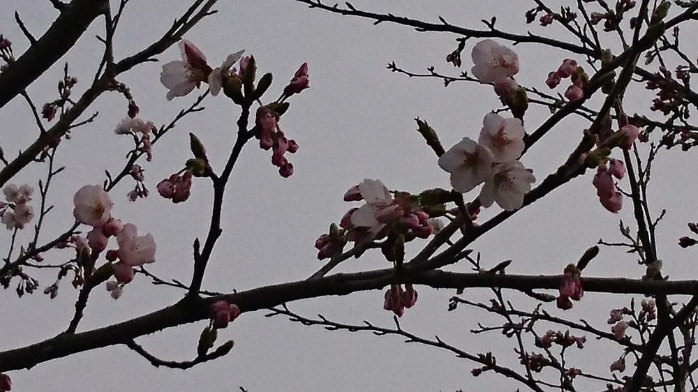 4月10日　最上川桜づつみ開花情報(No7)