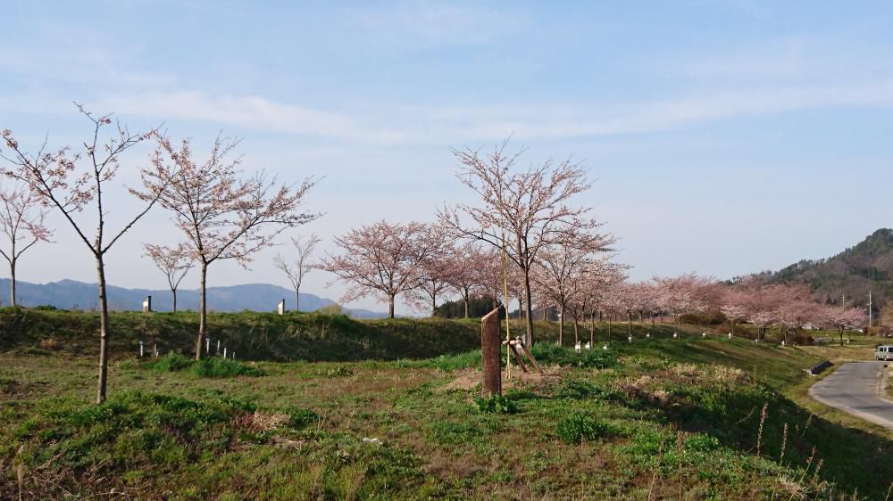 4月12日 【最上川桜づつみ】今日は３分咲きです