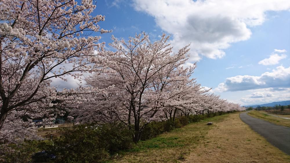 4月14日 今日が満開です。桜づつみの全景(二枚組)