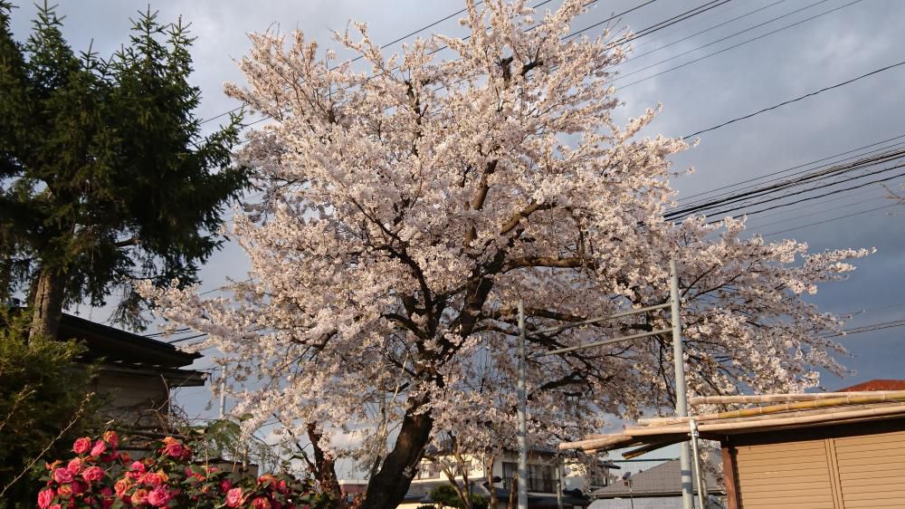 ご存じですか？桜は満開になるまで、花は散らないのです。