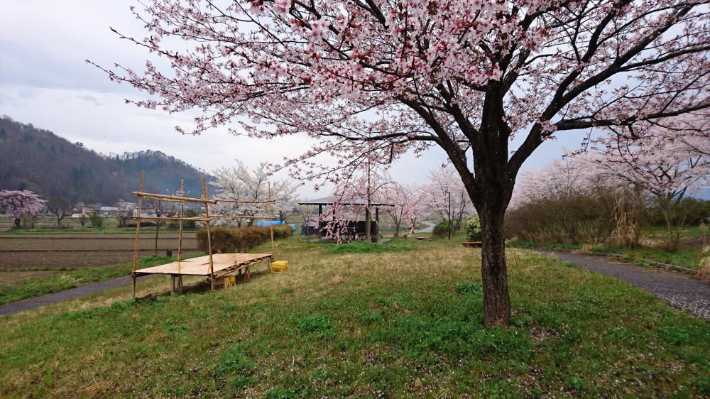 4月１７日(日) あいにくの雨で、お花見会場変更です。