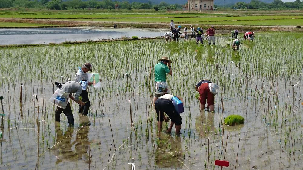 蚕桑の田圃アート田植え終わる