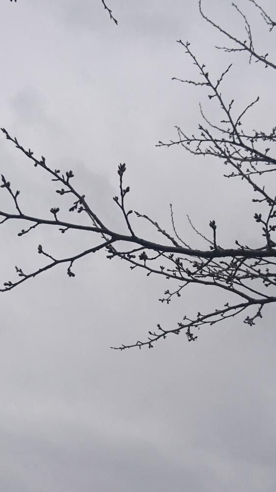 最上川桜づつみ開花情報(その一)