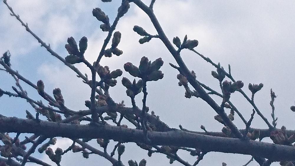 最上川桜堤開花情報(その2)
