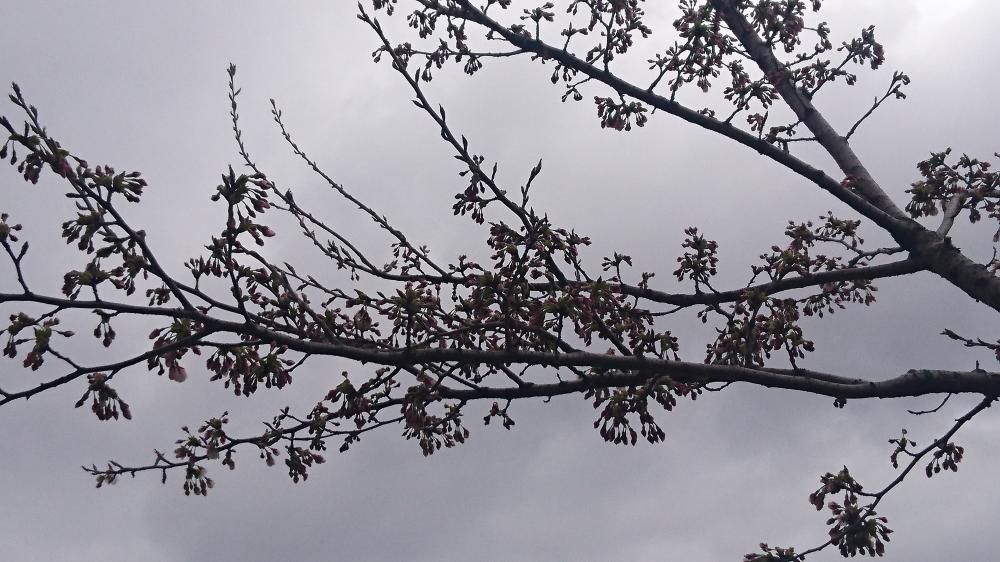 最上川桜堤開花情報(その３)