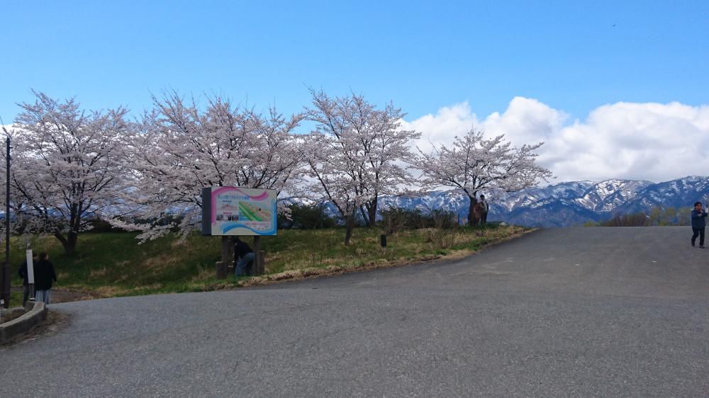 最上川桜堤開花情報(最終です)