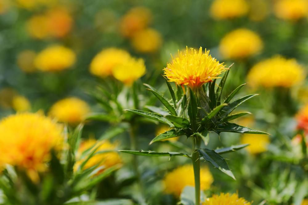 ７月は、紅花が咲き誇る季節