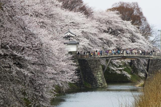 最上義光歴史館周辺の桜