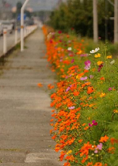 Cosmos Road