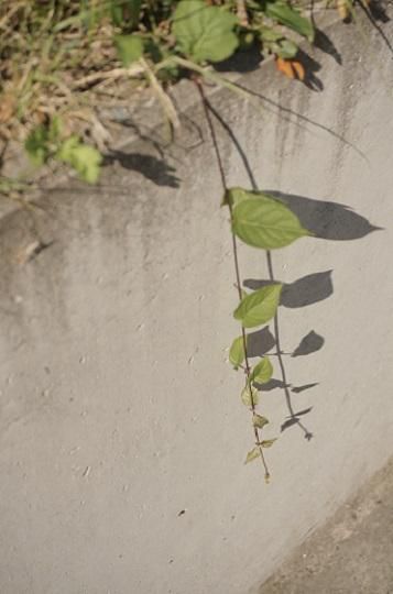 コンクリートと草、その影。