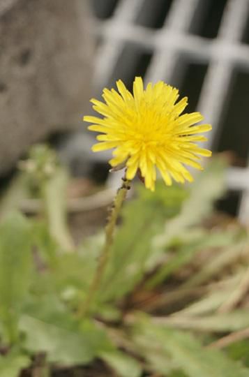 たんぽぽ～黄色い花が咲く日まで～