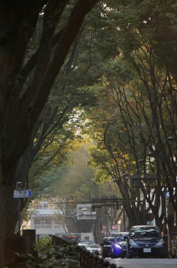定禅寺通り・初秋