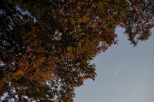 紅葉と。