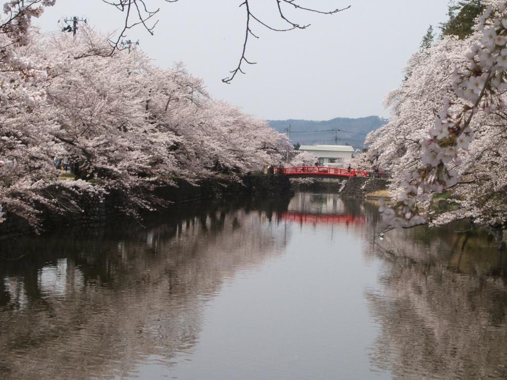 Matsugasaki Park - ‘The Picture of Japanese Spring the World Needs to See.”